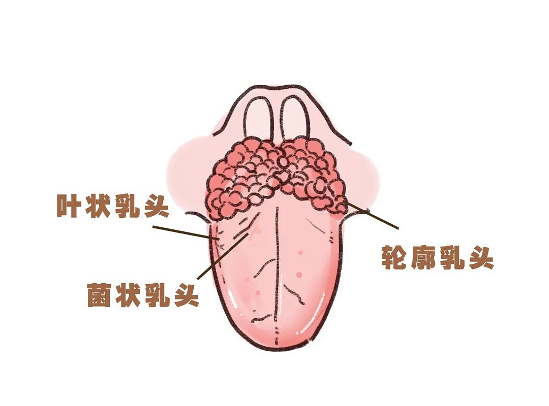 要伸舌头 毕竟这是人体口感最好的一块肌肉 舌头身上长了千个"乳头"