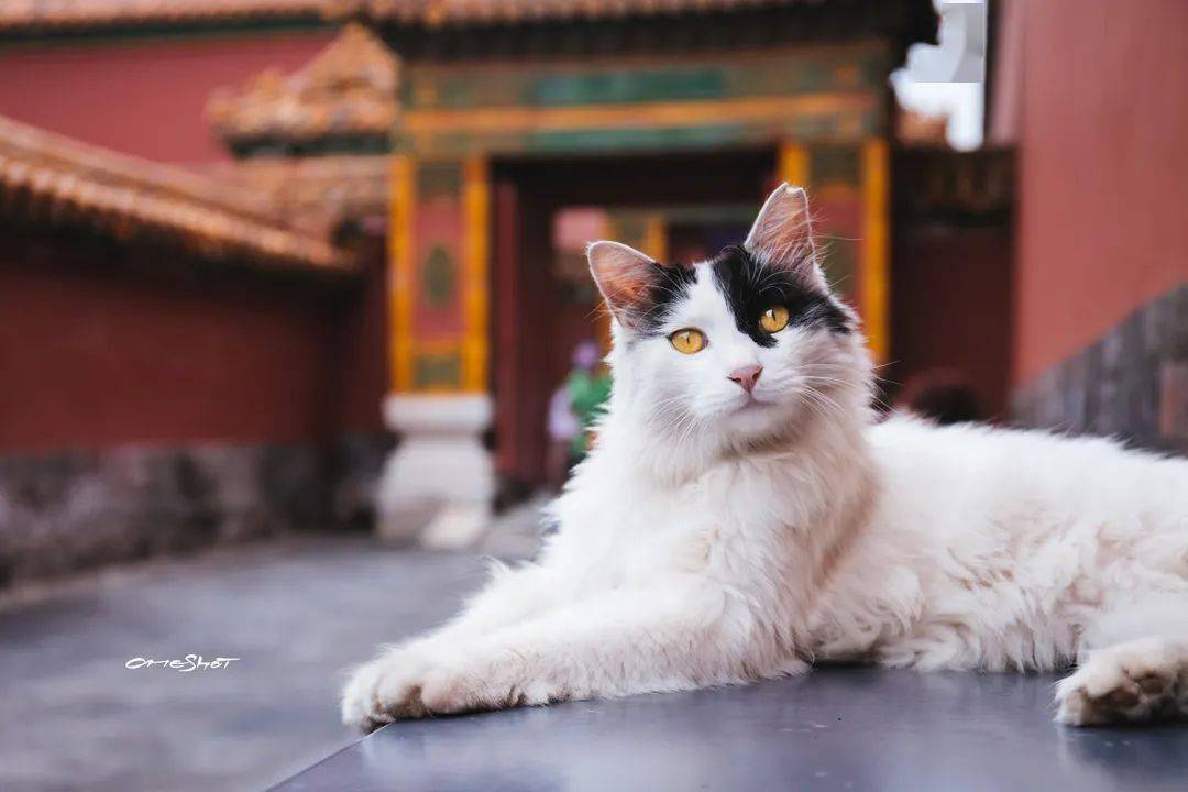 宫猫图鉴个人主页图片