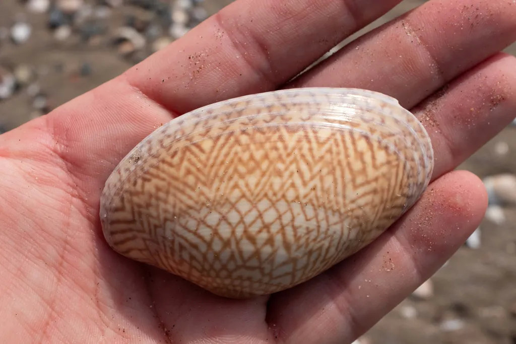 深圳人舌尖上的贝类——绝对不可错过的美食之波纹巴非蛤篇