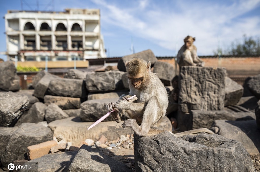 当地时间2021年11月28日,泰国华富里府,第33届“猴子自助餐节”举行。该府在餐桌上摆满各种新鲜果蔬和甜品,让猴子们大快朵颐。 “猴子自助餐节”是华富里府的一个重要节日,1989年首次举办,吸引了大量国内外游客和媒体的关注,成为促进当地旅游业发展的标志性活动。