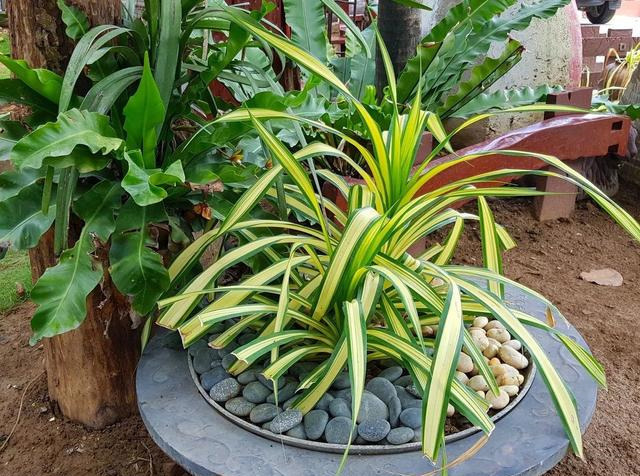 叶子的斑纹特别好看上面是植株较大的盆栽露兜树,叶子是带有金边的小