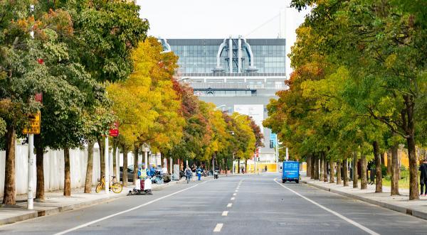 徐汇田林路等鹅掌楸观赏地点:普陀万泉路,杨浦国晓路等悬铃木观赏地点