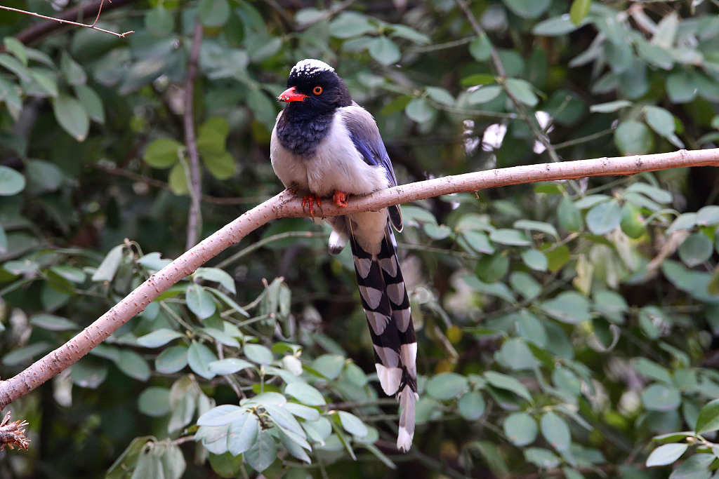 2021年3月11日,北京天坛公园内,白脸山雀、燕雀、白眉歌鸫、红嘴蓝鹊、白头鹎雏鸟等众多鸟类在园内觅食嬉戏,公园内鸟语花香、春意盎然。(图片来源:视觉中国)