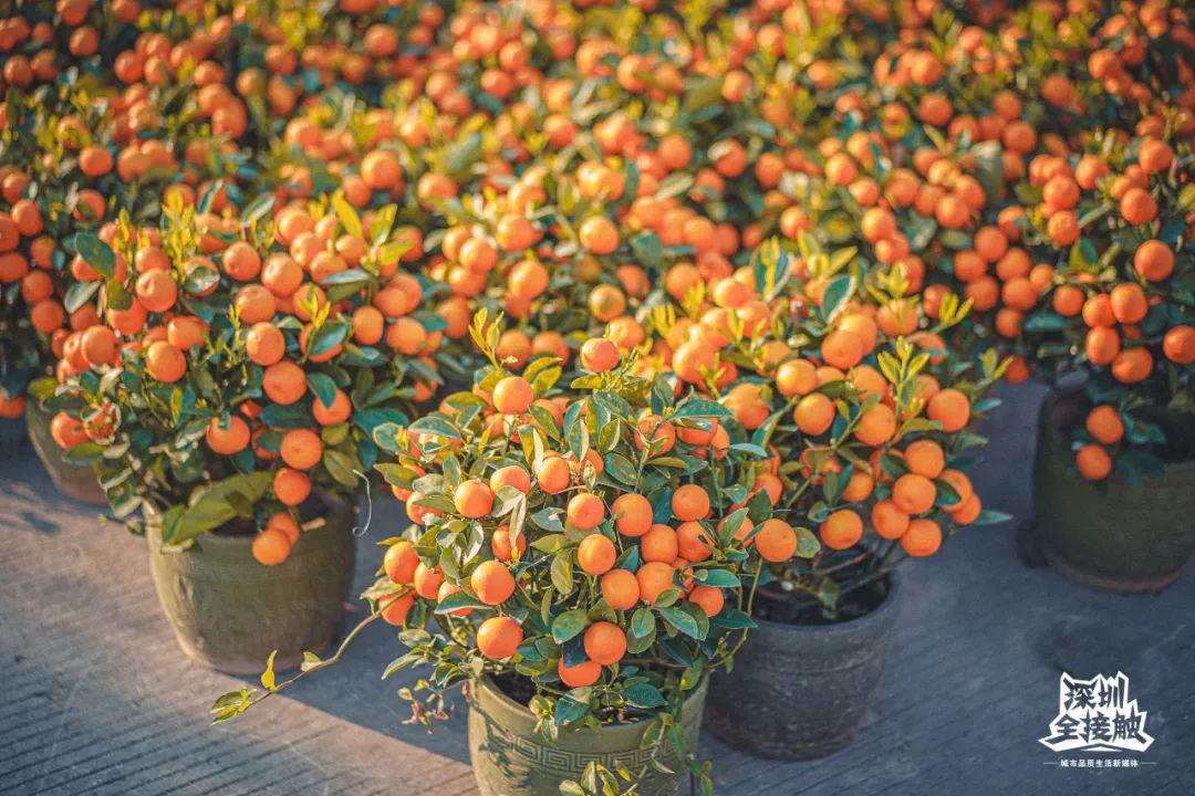 桔为吉.中盆的年桔价钱45,再砍砍价 40就能拿下一盆喜庆吉利的年桔!