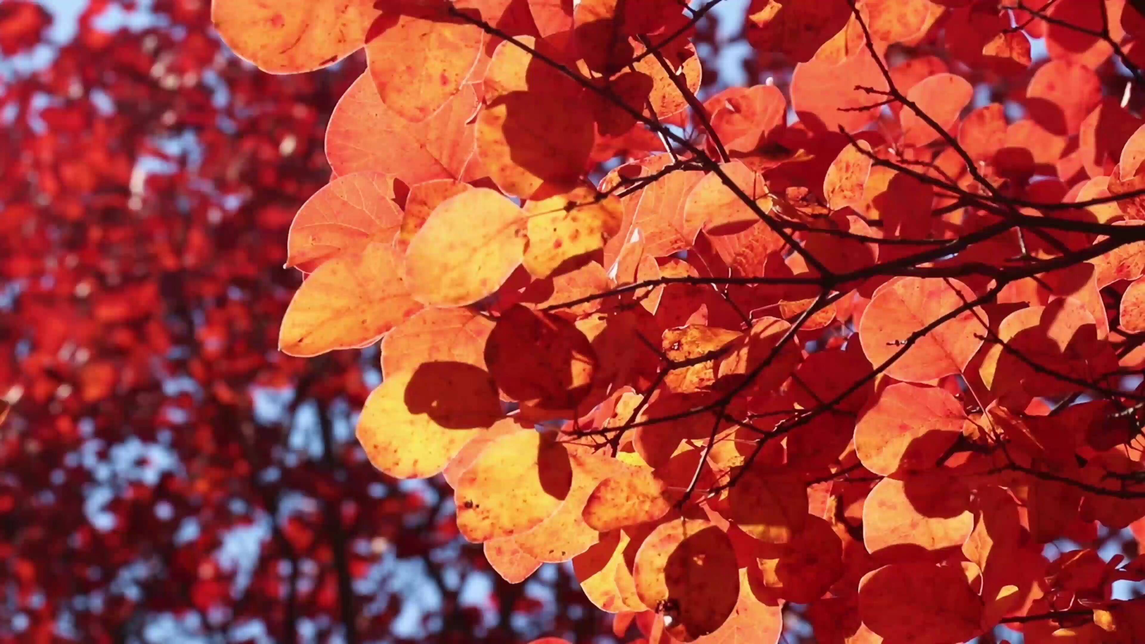萧萧霜叶照青山 临沂市蒙阴县岱崮镇封山红叶最佳观赏期来了 凤凰网