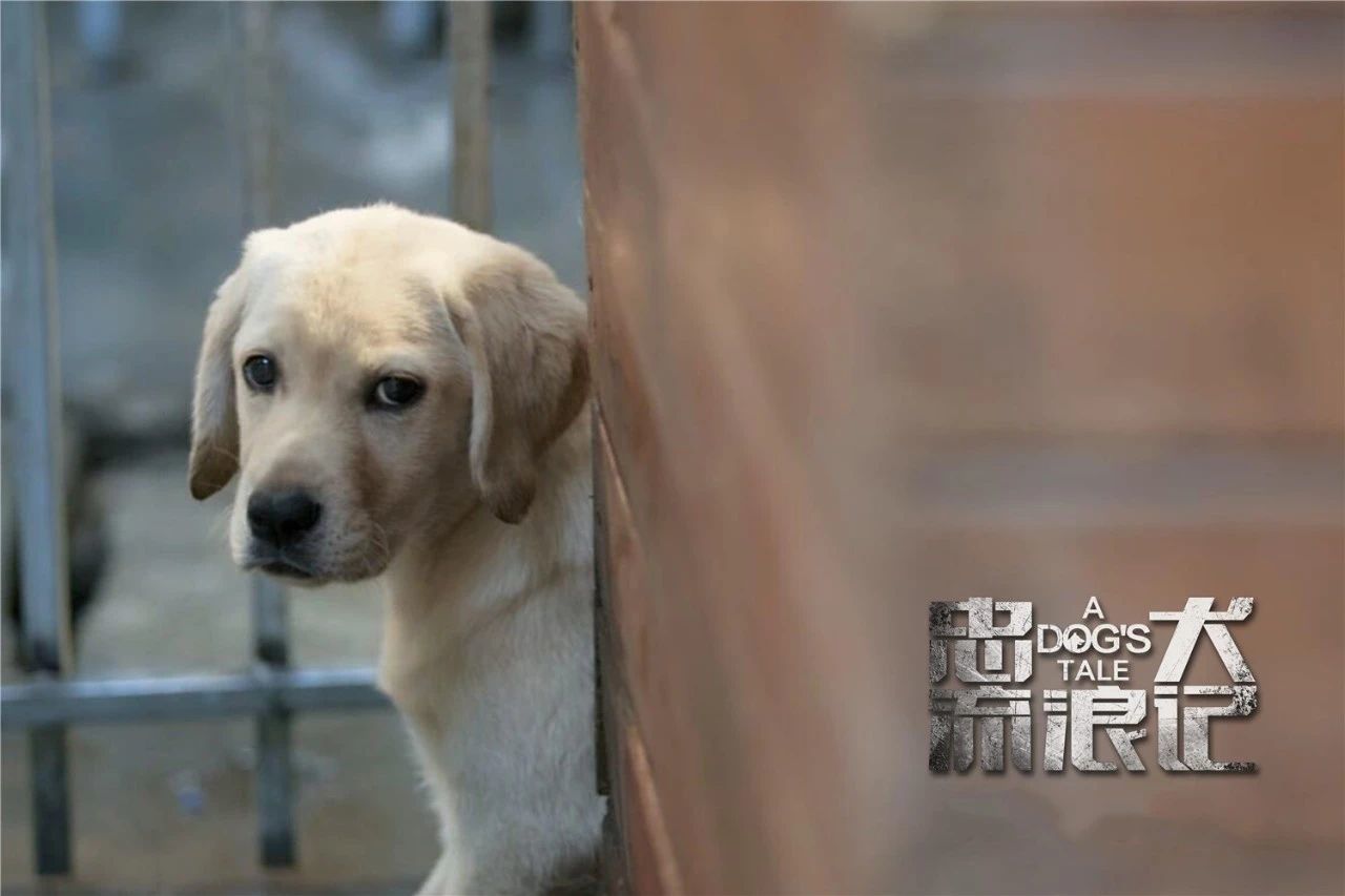 中国警犬电影图片