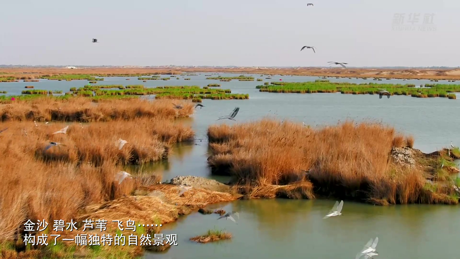 来来来，沙湖观鸟正当时