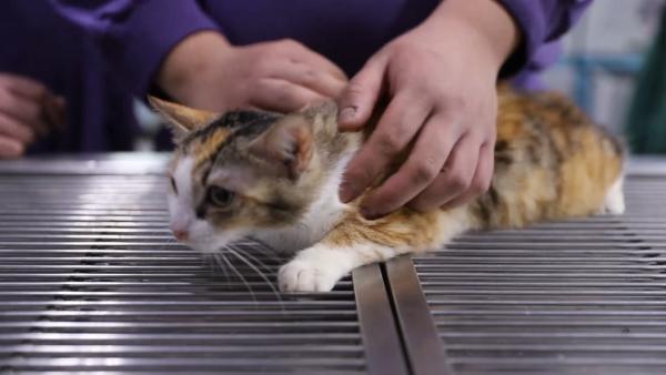 志愿者救助30余只流浪猫绝育：避免发情期伤人