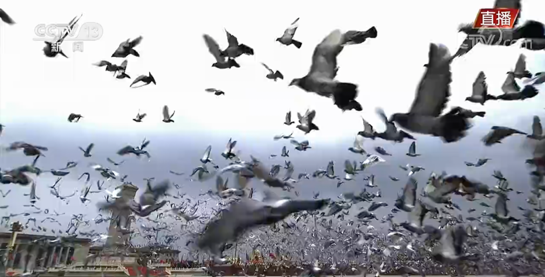 天安门广场放飞10万羽和平鸽！从哪儿来？飞哪儿去？