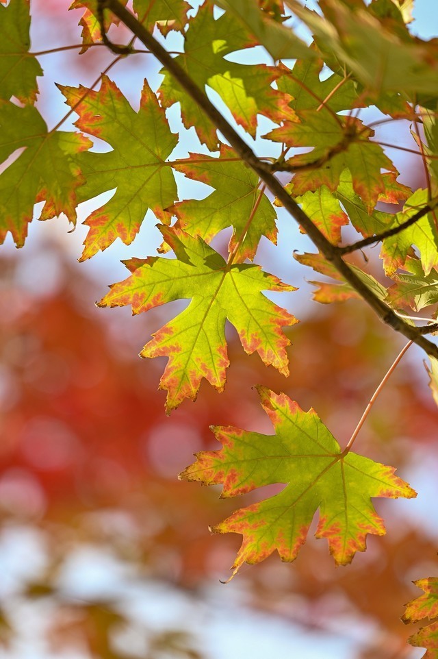 必买:从5000到20000元 尼康微单相机选购攻略