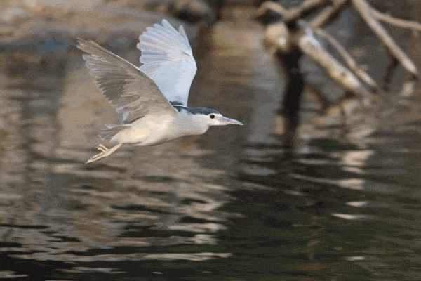 【有料评测】速度 精度 灵敏度 佳能EOS R3相机评测