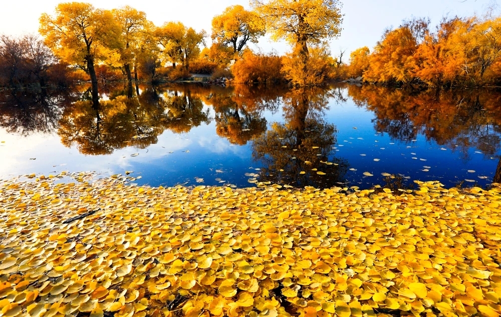 错过秋季额济纳旗胡杨林,就错过内蒙古一半的美?