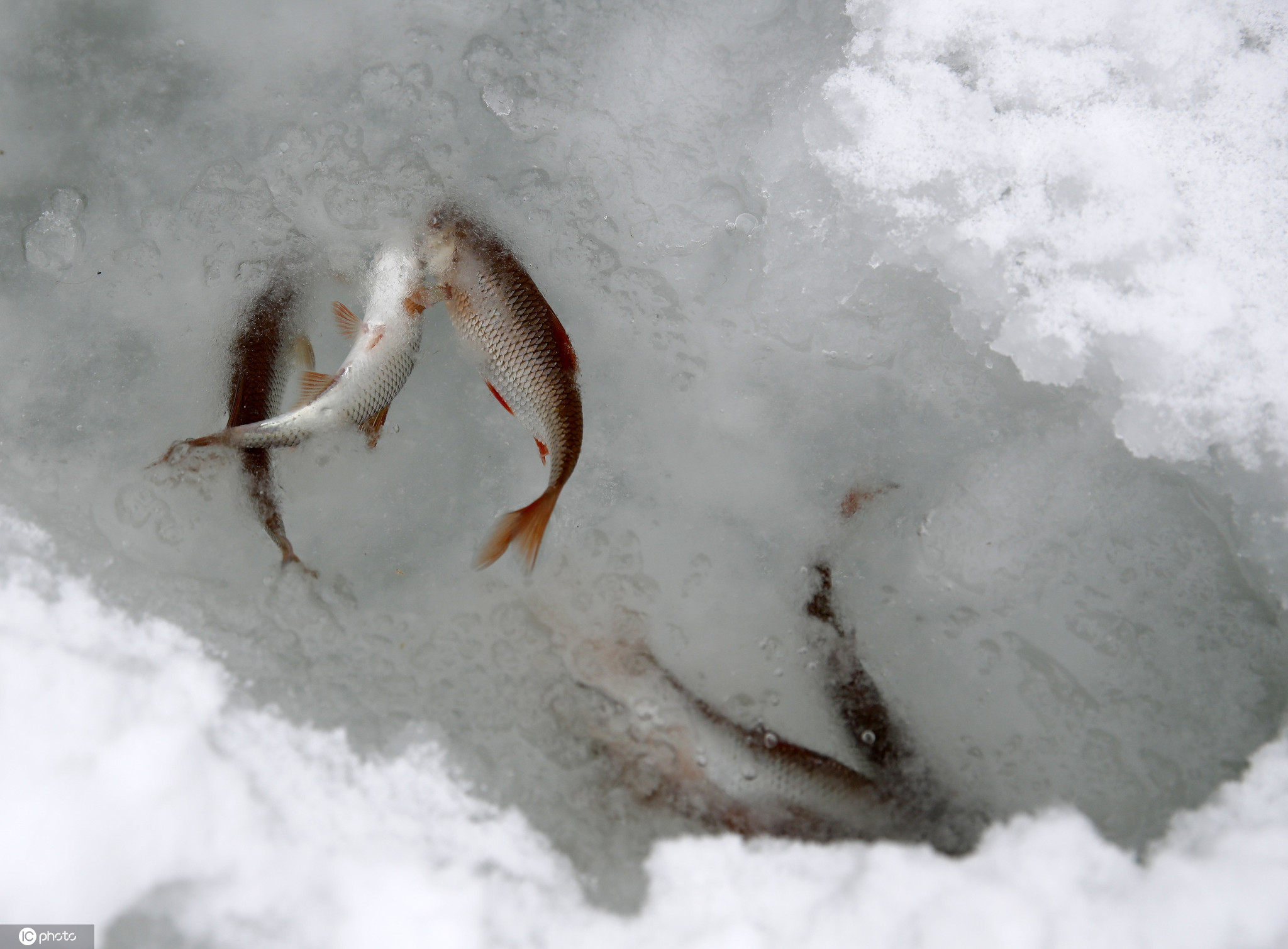 当地时间2021年2月21日,俄罗斯莫斯科附近的谢尔吉耶夫,当地举行冬季捕鱼节,民众参加冰钓活动趣味十足。