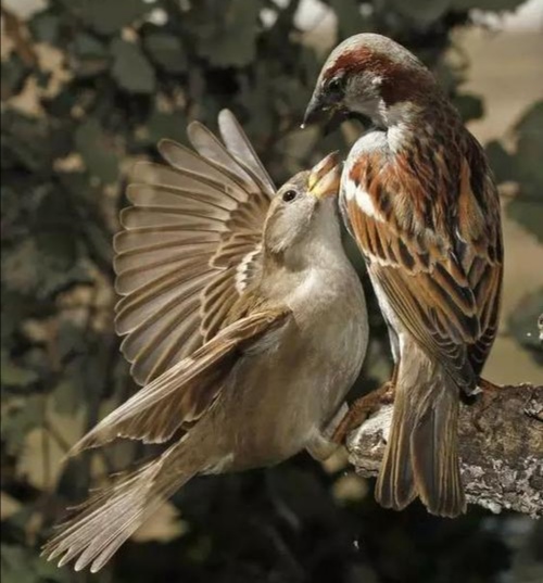 为什么从苏联进口麻雀?麻雀变化大