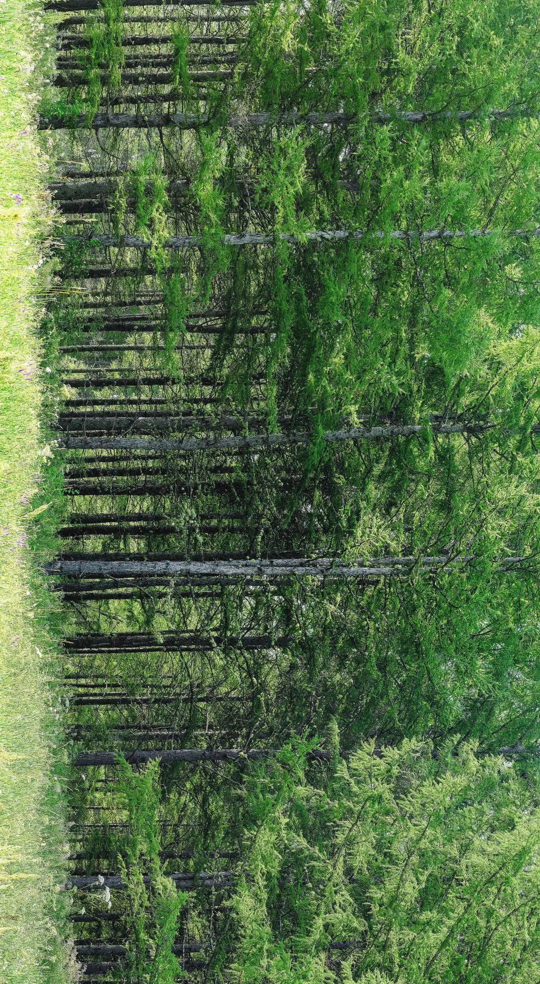 【摄影赏析】森林生态展新荣——中国著名摄影家冯凯文摄影作品欣赏