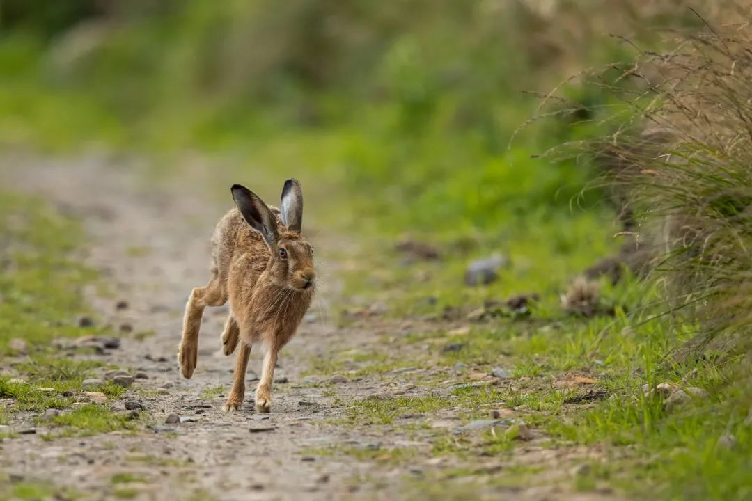 《奔跑的野兔》  conrad dickinson/2021 mpoyi