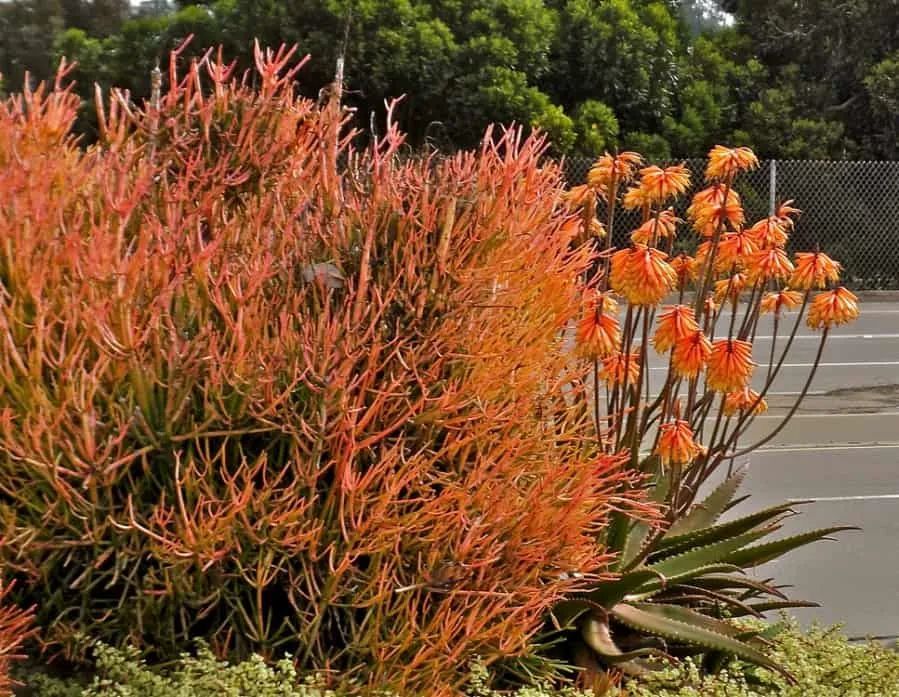 耐旱耐盐碱的光棍树在植物园和花友的家里完全是两种形态