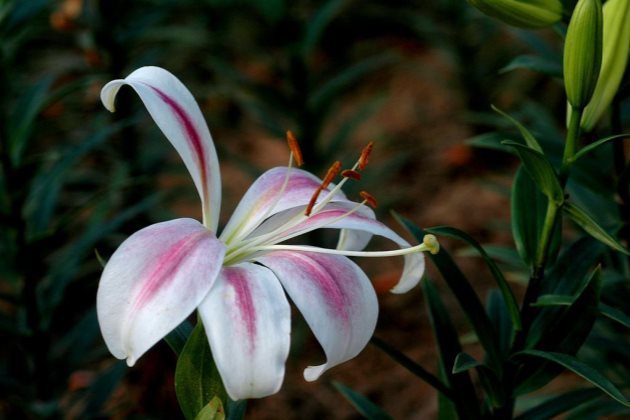 百合花有毒吗百合花适合放在卧室吗 凤凰网