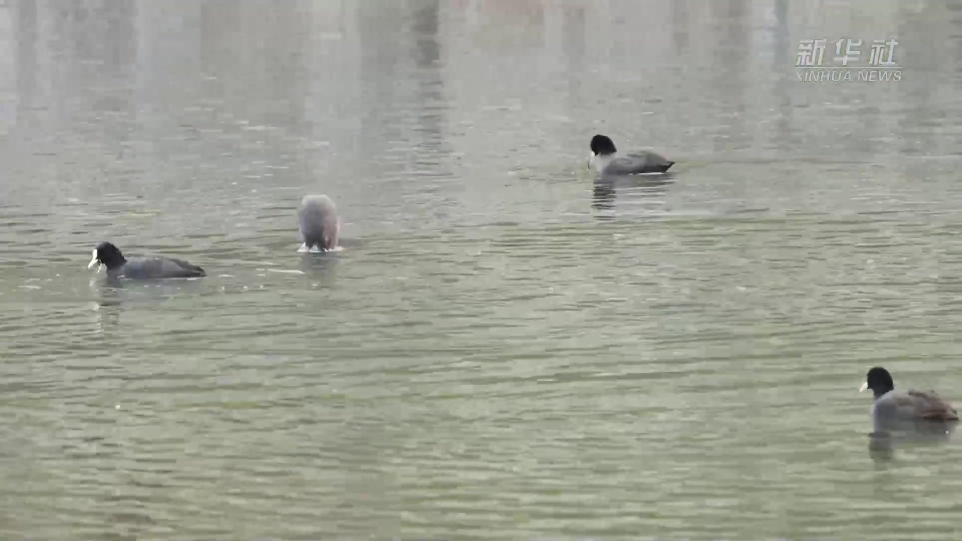 动物真奇妙|白骨顶