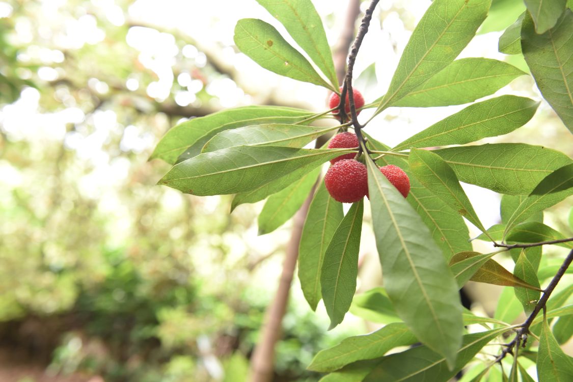 梅好生活甜甜有你马山杨梅节暨中国好声音10周年音乐盛典启动
