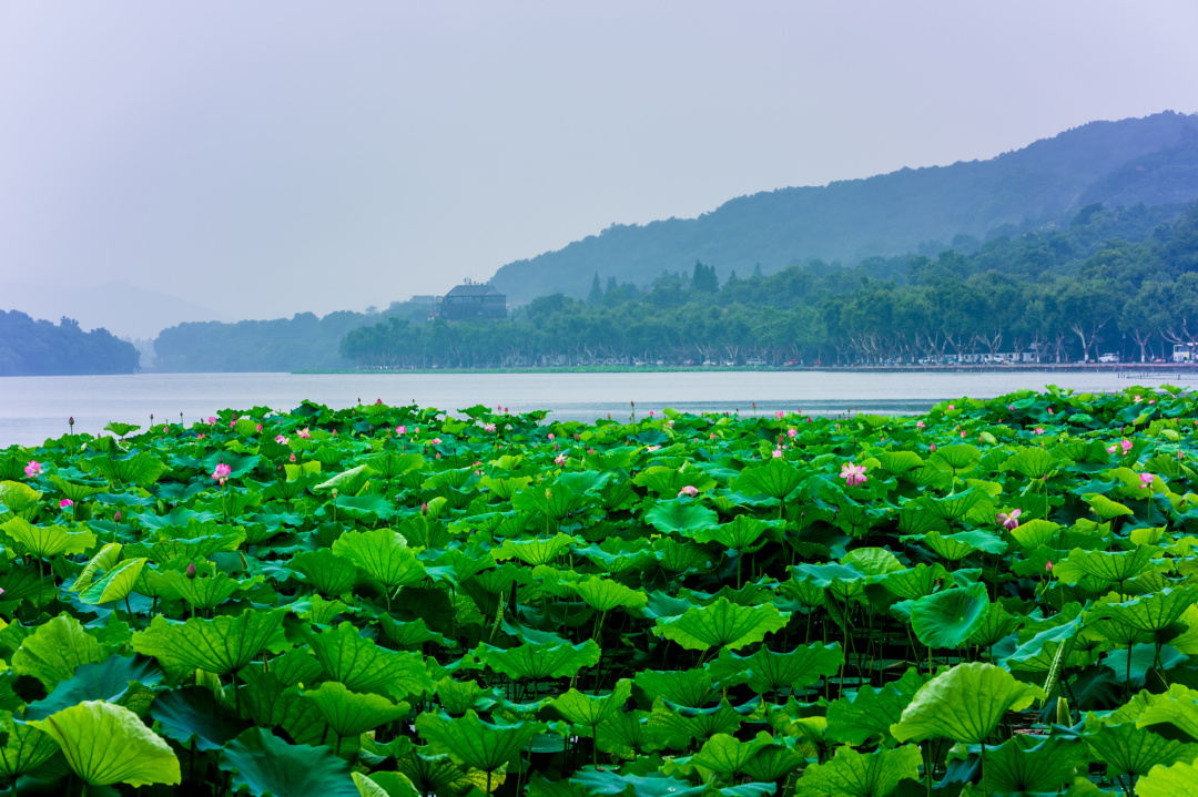 游客凌晨3点排队杭州西湖夏天特有的鬼市开张10分钟便消失