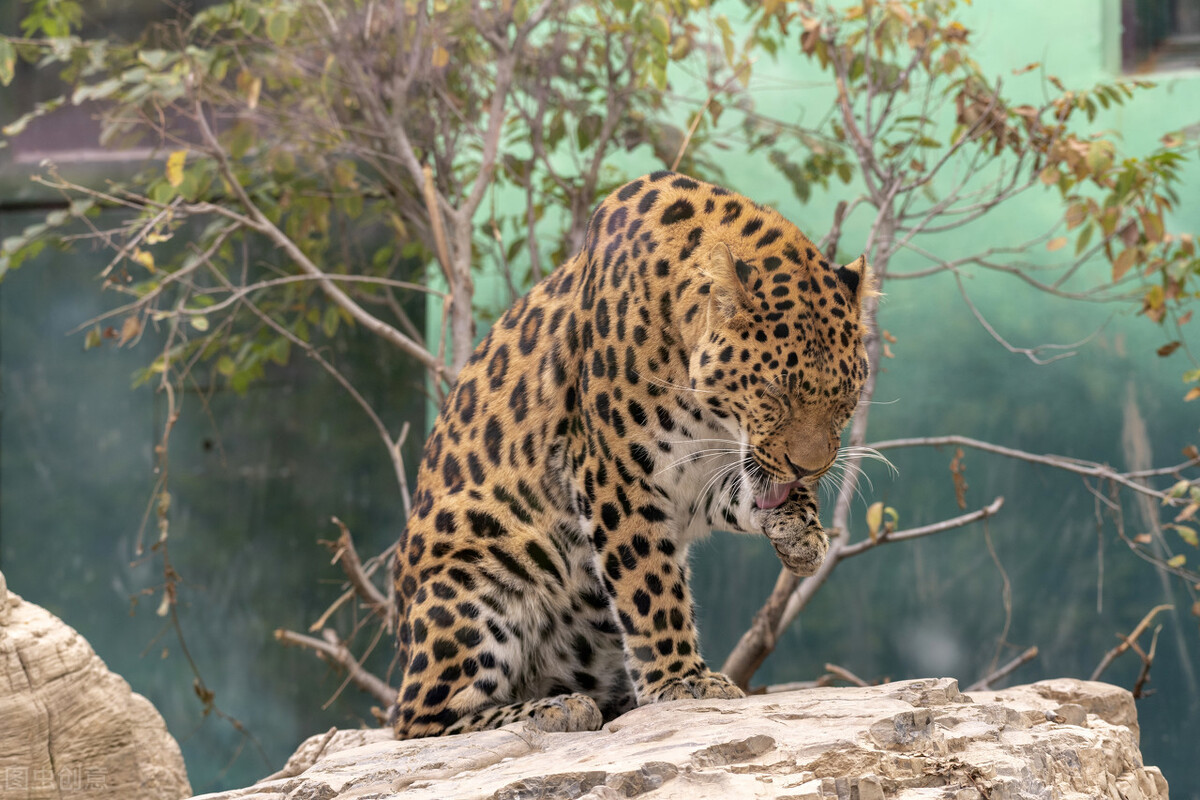 形似虎,状如猫,各地都有它的传说__凤凰网