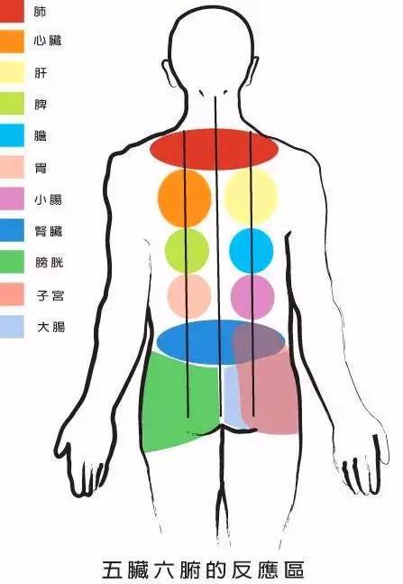 五脏六腑在背部的反应区:不但可以祛除身体的寒湿,毒素,还可以缓解