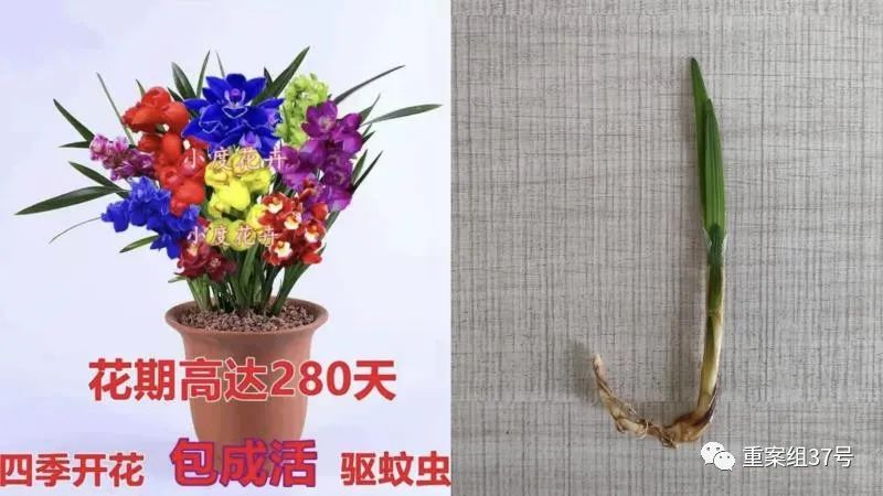 ▲一位网店店主“自创”的新品种花卉，实际发给买家的是一种绿化用草。新京报记者 韩福涛 摄