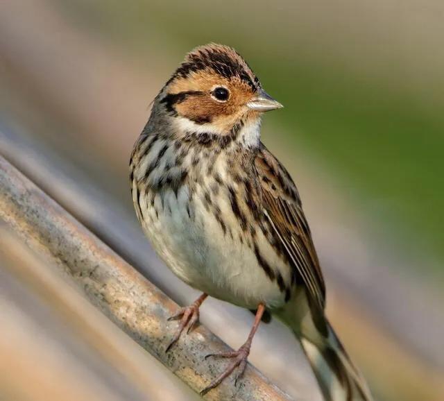 为什么从苏联进口麻雀?麻雀变化大