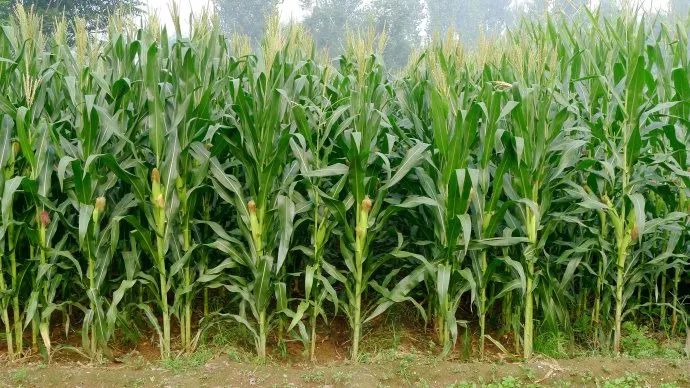 想要"坟头草两米高",那得种什么草啊?