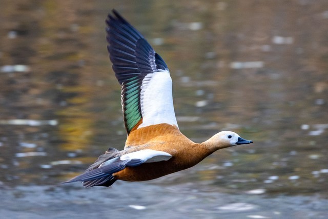 【有料评测】速度 精度 灵敏度 佳能EOS R3相机评测