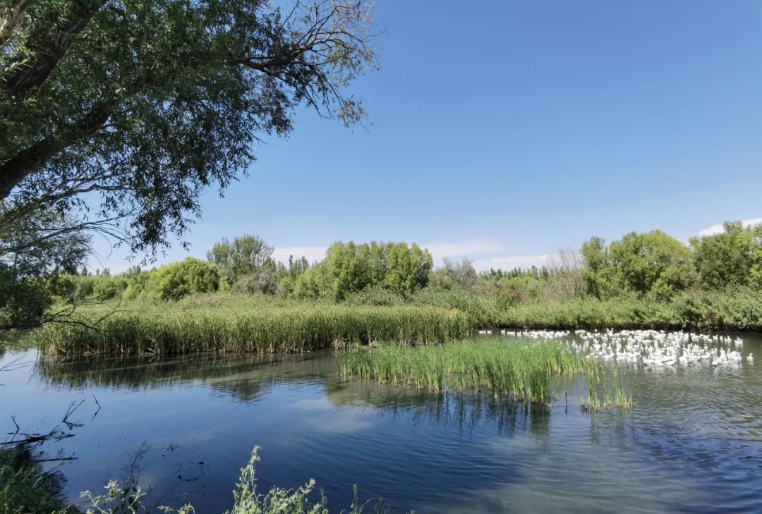 美丽新疆 || 察布查尔县次生林