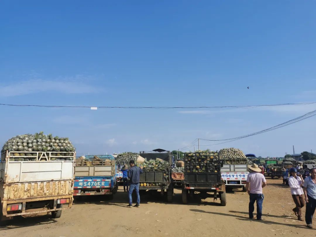 5月8日,菠萝交易市场里,很多果农拉着一车菠萝前来交易.