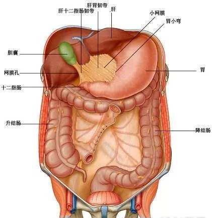 胆囊在人体的位置图图片