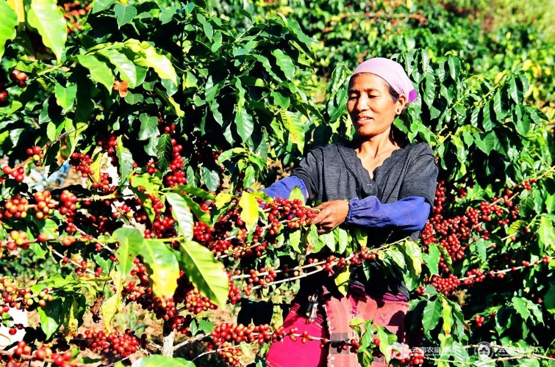 国物馆|中国咖啡看云南,这是我们自己的「咖啡王国」