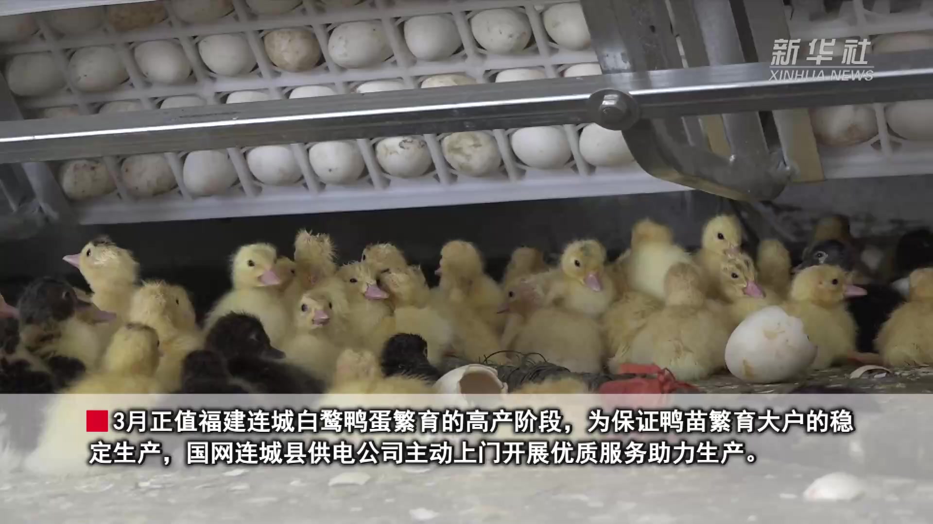 南京科星-笼养蛋鸭成套设备-南京科星饲养设备研制有限责任公司