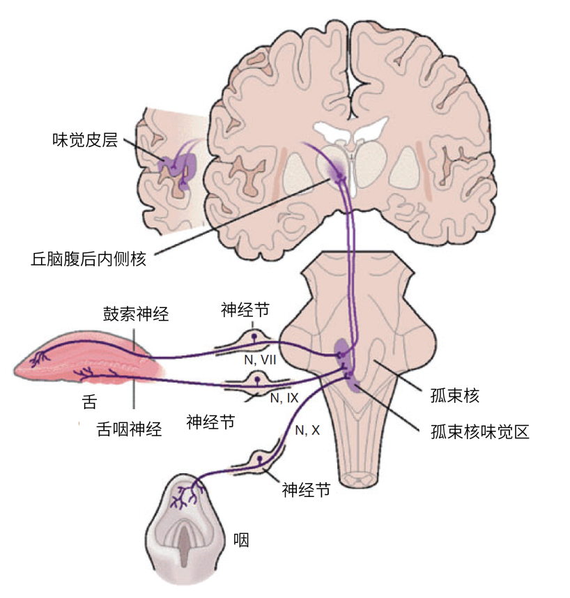 或許你曾見過舌頭味覺地圖,上邊標註著舌頭尖部感受甜,根部感受苦味