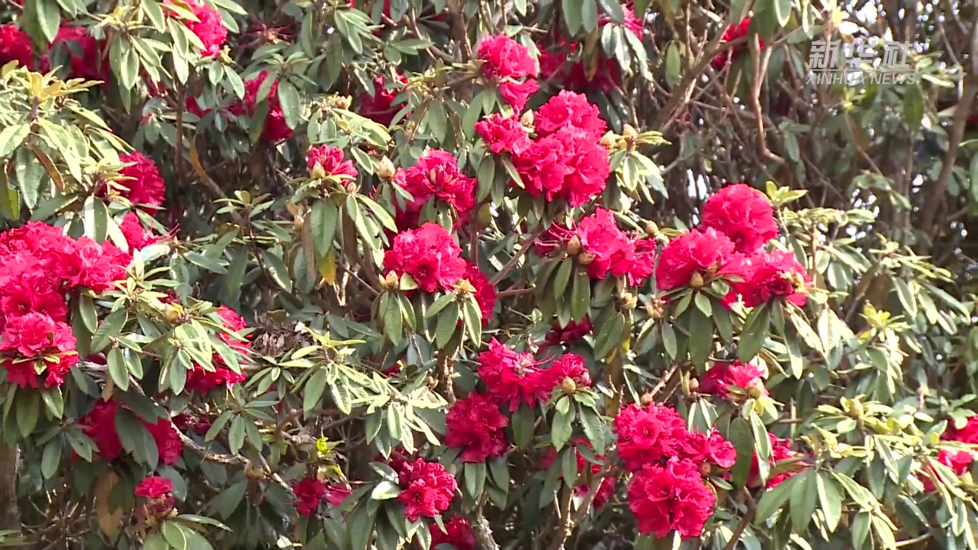 雲遊·雲南天堂山杜鵑花開