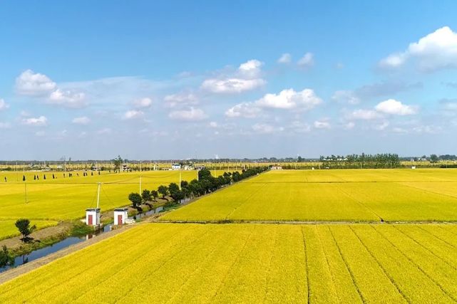 中國農業大略:土地國有化,農業工業化,農村城鎮化,農民職業化