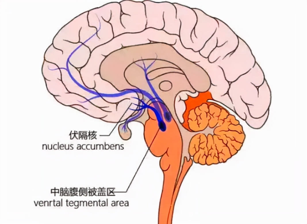 在大脑里放芯片减肥,从根本上管住嘴__凤凰网