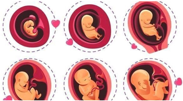 怀孕后子宫变化示意图图片