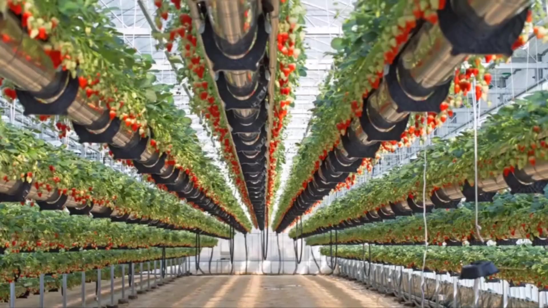 看看荷兰超震撼的智能温室如何解放农民的双手 