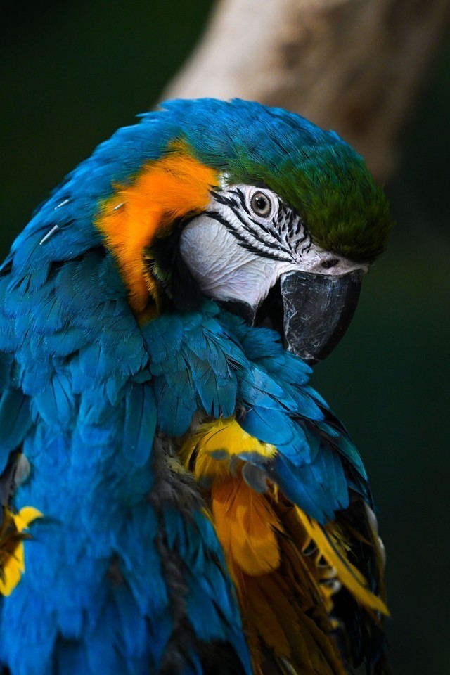 尼康Z9旗舰微单相机 诠释速度与激情