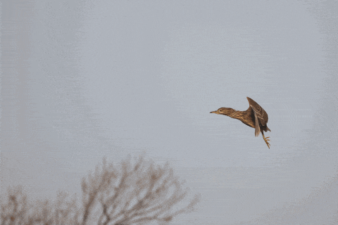 【有料评测】速度 精度 灵敏度 佳能EOS R3相机评测