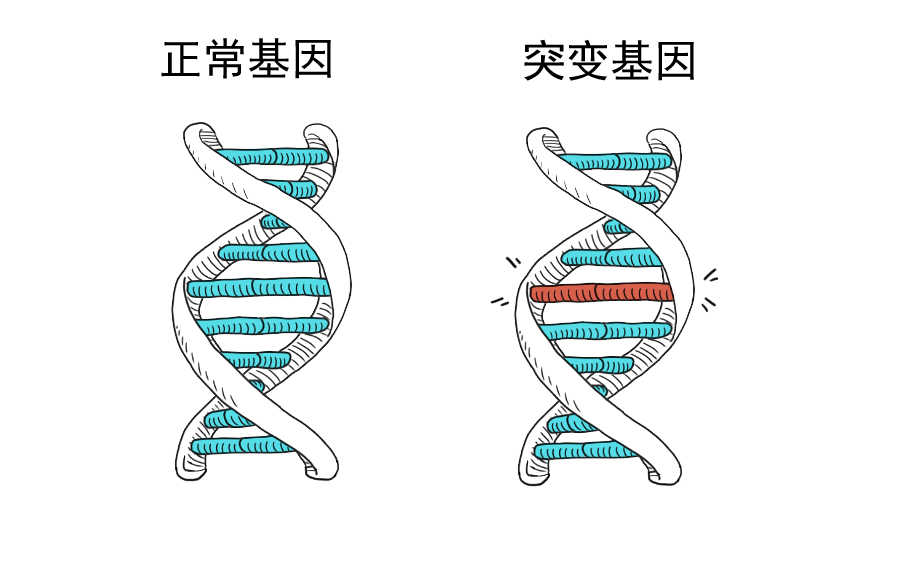 遗传示意图图片