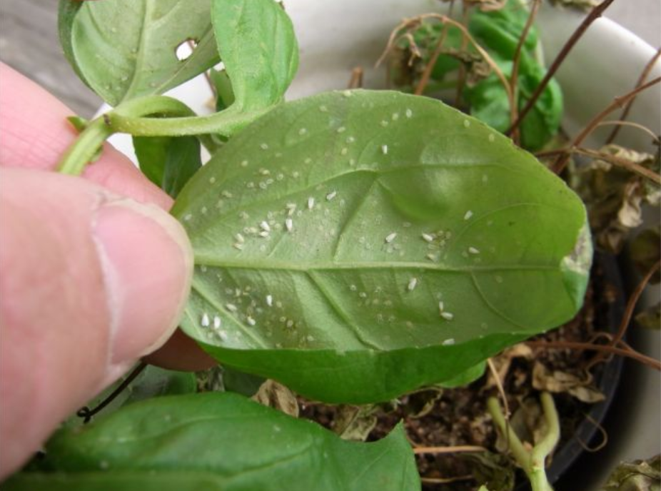 室内养盆栽容易滋生害虫的几个条件 常见的4种虫害都容易处理