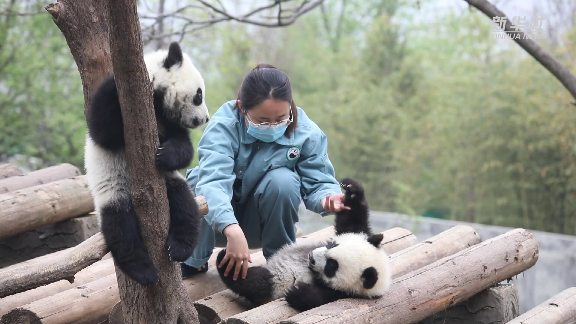 前几天拍的一组国宝熊猫🐻作品|摄影|宠物摄影|陈弦影_原创作品-站酷ZCOOL