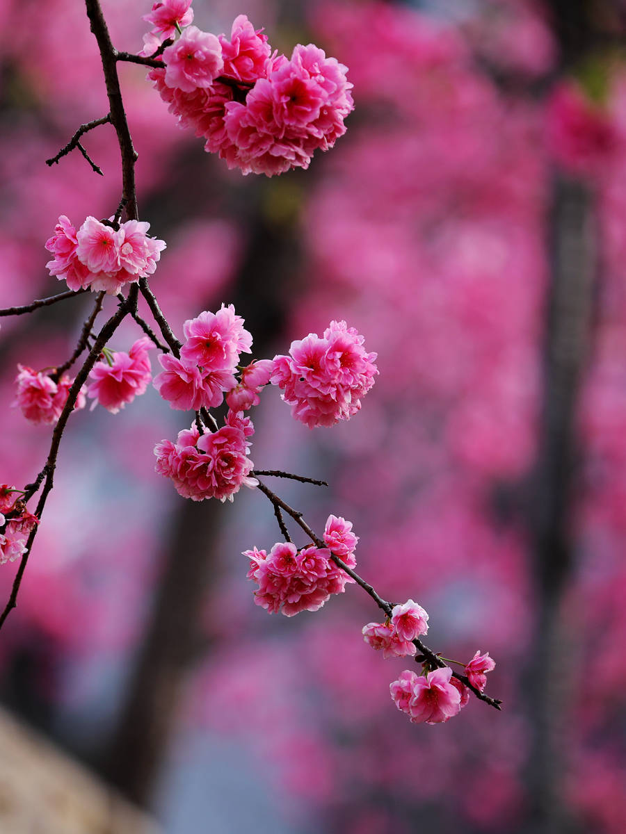 你看你看,大理的樱花