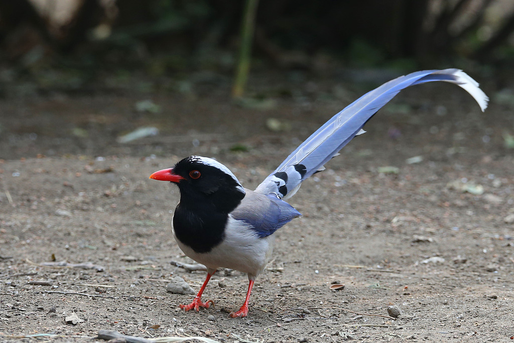 2021年3月11日,北京天坛公园内,白脸山雀、燕雀、白眉歌鸫、红嘴蓝鹊、白头鹎雏鸟等众多鸟类在园内觅食嬉戏,公园内鸟语花香、春意盎然。(图片来源:视觉中国)