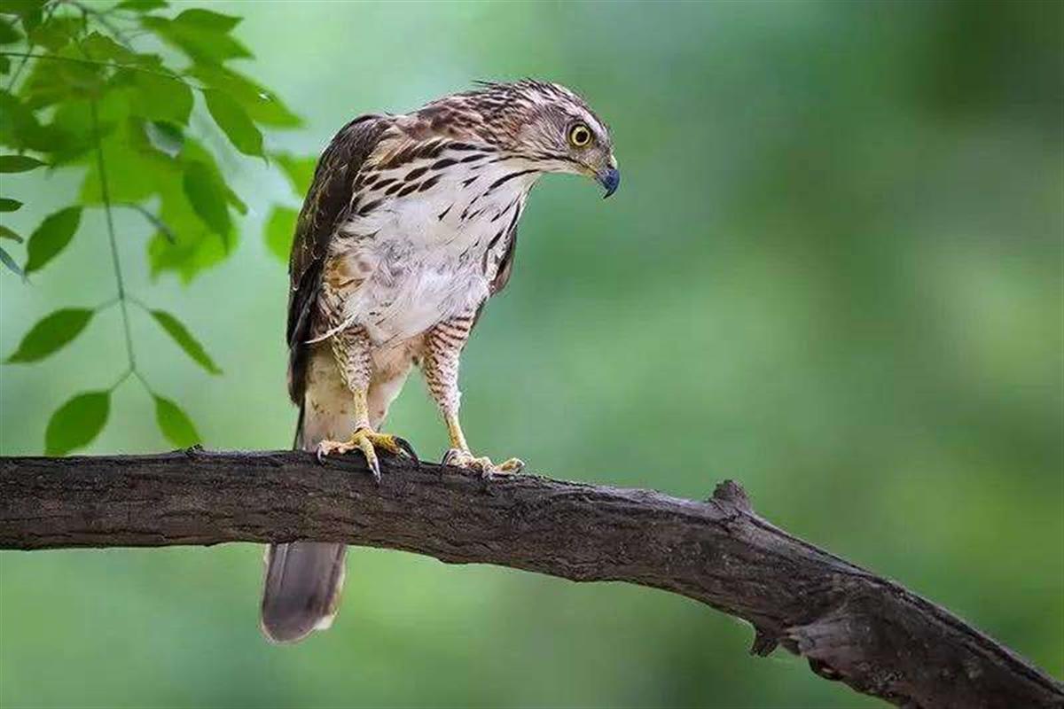 國家二級保護動物鳳頭鷹現身湖北賽武當國家級自然保護區